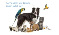 Haustiere_nein